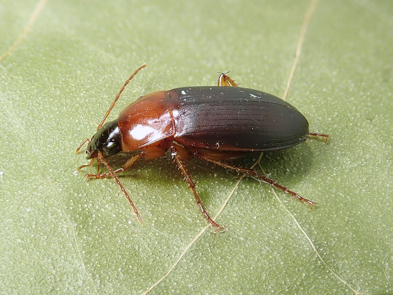 Carabidae: Calathus melanocephalus o cinctus ?